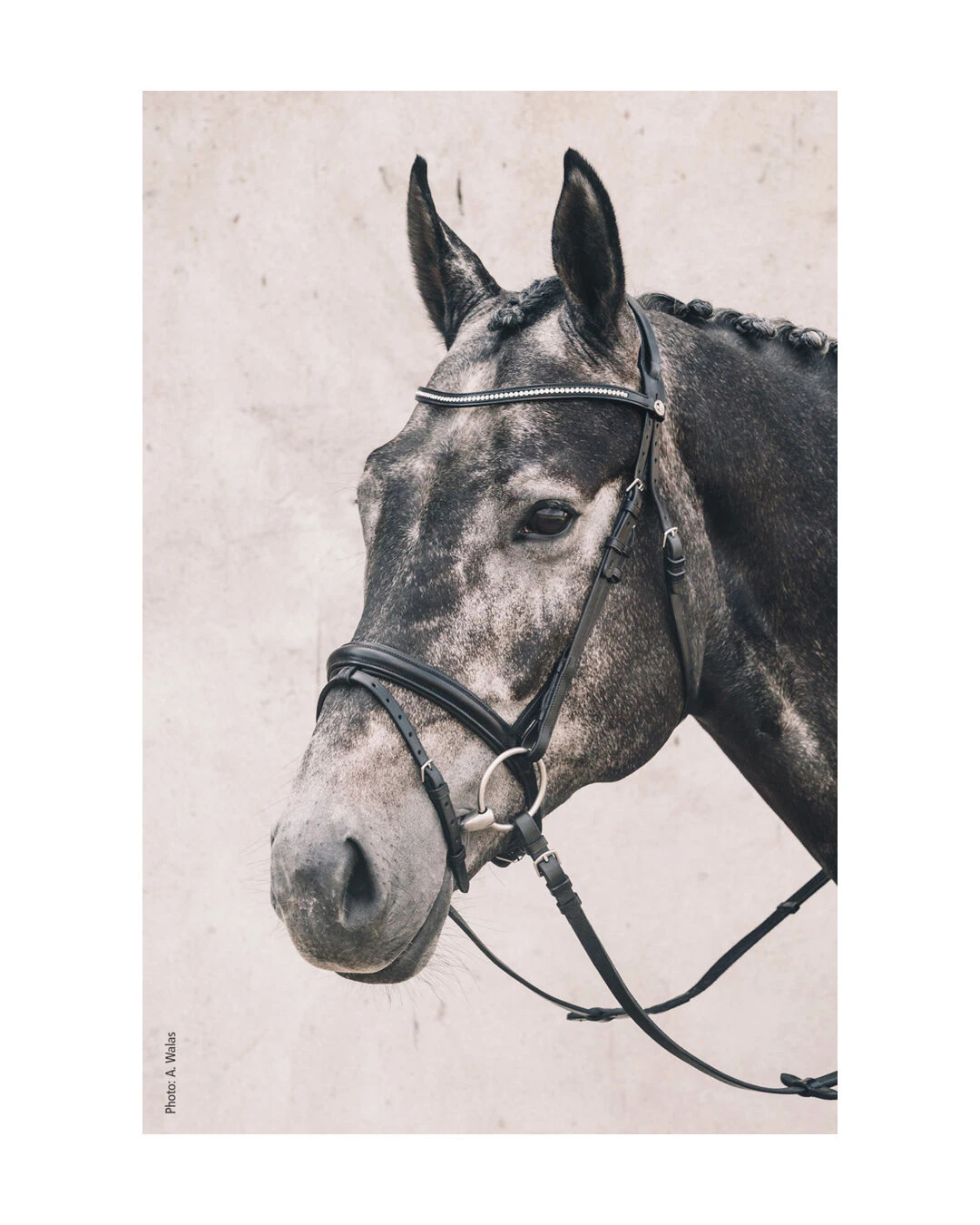 Classic Line Trense Oslo - Image 2