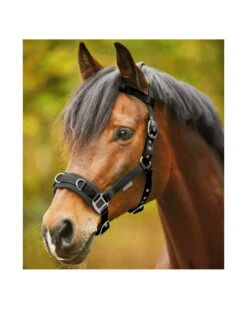 Waldhausen Kappzaum Economic